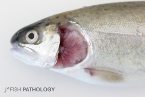 Rainbow trout, white spots on gills consistent with severe lamellar hyperplasia. 