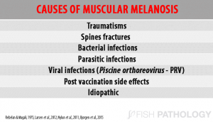 causes of muscular melanosis