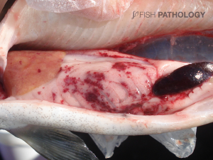 Atlantic salmon, with visceral fat haemorrhage and pale liver.