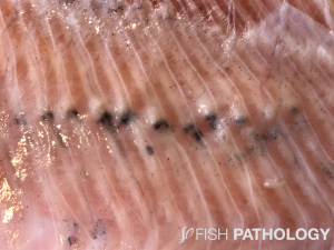 Atlantic salmon, with muscular melanosis due to fracture. 