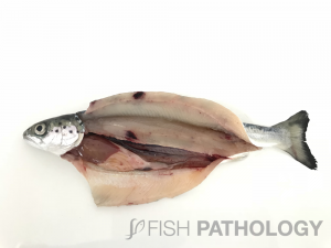 Atlantic salmon with HSS showing muscular haemorrhage. 