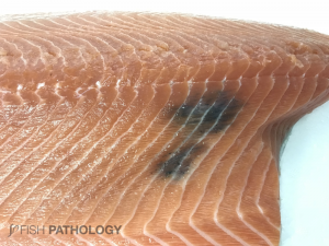 Atlantic salmon, with muscular melanosis. 