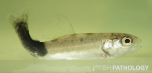 Atlantic salmon, with peduncular melanosis. 