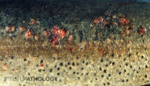 Rainbow trout, multi-focal granulomatous dermatitis