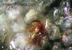 Rainbow trout, multi-focal granulomatous dermatitis
