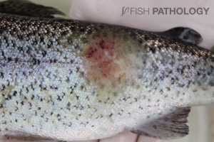 Rainbow trout with characteristic bright-red gross lesions on the skin, and scale loss.