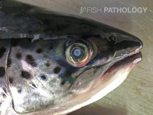 Atlantic salmon with cataract. Note the presence of white halo with typical cup-shape (posterior cataract).