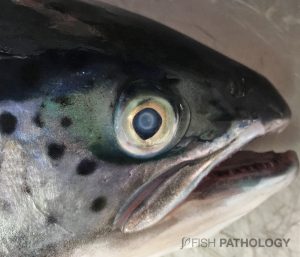 Atlantic salmon with cataract. Note the presence of white halo with typical cup-shape (posterior cataract).