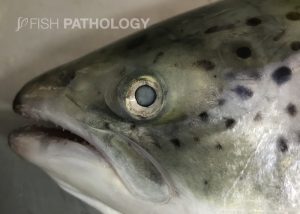 Atlantic salmon with cataract. Note that the opacity occupies more than 75% of the lens.