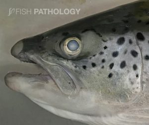 Atlantic salmon with cataract. Note that the opacity occupies more than 75% of the lens.