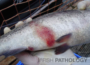 Rainbow trout with characteristic bright-red gross lesions on the skin, and scale loss. (Picture courtesy of Luis Montoya VM)