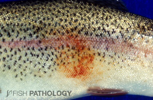 Acute haemorrhagic dermatitis in rainbow trout, typical of what is called “summer strawberry disease”. This mild condition usually responds well to increased levels of dietary vitamin C. It should not be confused with the more serious colder water condition.