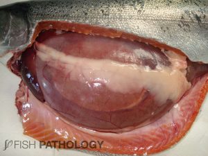 Coho salmon with severe gastric dilation. Note the excessive amount of liquid inside the stomach.