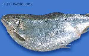 Coho salmon with “Bloat”. Note the severe abdominal distention.