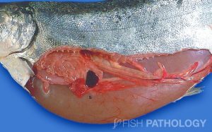 Chinook salmon with massive expansion of the swimbladder and marked atrophy of remaining abdominal organs. This swimbladder contained approximately 2L of thick, cloudy and foul-smelling fluid.