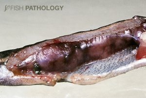 Rainbow trout showing severe PKD. Note that the entire kidney has been thrown into grey bulbous ridges, a consequence of severe granulomatous inflammation.