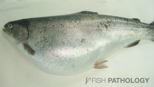 Coho salmon with “Bloat”. Note the severe abdominal distention. 