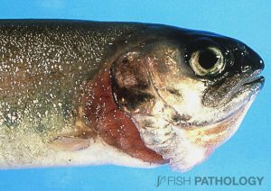 Figure 4. This rainbow trout fingerling with BGD shows the typical flared opercula of respiratory distress. Note that the edge of the flared operculum is eroded. This erosion is typical of intensively-reared fish; its cause is unknown, but might be the result of higher-than-optimal bacterial enzymes in and around the branchial cavity. Whatever the cause, the consequence is a huge reduction in the ability of the animal to pump water due to elimination of the water-tight seal between the trailing edge of the operculum and the body of the fish (the cleithrum). Thus the negative pressure of the opercular pump is greatly reduced. And this in an animal that is trying to pump larger-then-normal volumes of water over its gills due to the hypoxaemia of BGD!