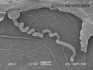 Figure 7. Scanning electron micrograph of Phialella quadrata showing a tentacle. It is at the tip of these tentacles that the nematocysts are found.