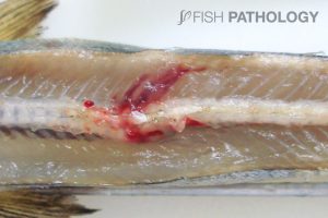 Atlantic salmon, presmolt, FW, exposed to electric shock. Note the spinal fracture associated haemorrhage. The cause of the electric shock was an energized cable that fell into the tank.