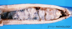 Figure 5. Rainbow trout with severe nephrocalcinosis. Almost the entire kidney has been replaced by mineral deposits.