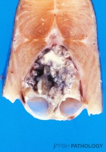 Figure 6. Rainbow trout with severe nephrocalcinosis. The ureters are markedly swollen.