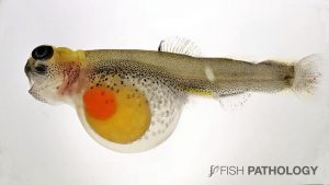 Image 1. Blue sac disease in Atlantic salmon yolk-sac fry. Note a gill haemorrhage.
