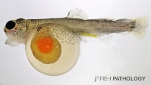 Image 2. Blue sac disease in Atlantic salmon yolk-sac fry. Note a periocular haemorrhage.