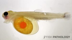Image 4. Blue sac disease in Atlantic salmon yolk-sac fry. Note a periocular haemorrhage and the cranial swelling.