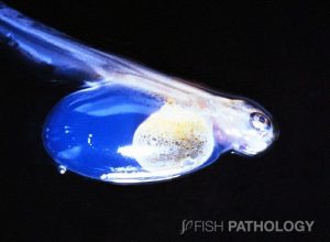 Image 5. Blue sac disease in Atlantic salmon yolk-sac fry.