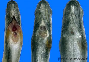 Figure 4. Ventral view of fingerling rainbow trout with progressively severe lesions (right to left) due to F. psychrophilum. The fish on the extreme left shows dermal ulceration severe enough to expose the heart. Farmers sometimes feel that these lesions start as dermal abrasion, a consequence of rough-surfaced tanks!