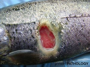 Rainbow trout (80g) from lake at 8° C. Severe deep dermal ulcer due to F. psychrophilum.