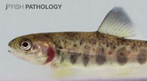 Figure 5. Atlantic salmon, juvenile with short operculum. Note the gill exposure.