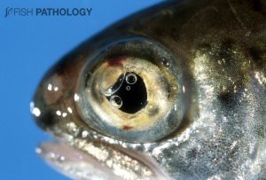 Figure 1. Rainbow trout with several gas bubbles in the anterior chamber. Note the haemorrhage both dorsally and ventrally, the latter “coning” through the ventral iris pore