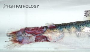 Figure 1. Rainbow trout displaying tail and peduncle lesions.