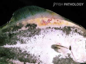 Figure 10: Severe ulcerative dermatitis in farmed halibut associated with filamentous bacteria, likely T. maritimum. The lesion is bright yellow, due to the bacteria.