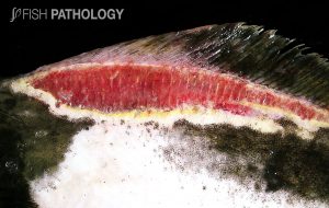 Figure 11: Severe full-thickness ulcerative dermatitis in farmed halibut associated with filamentous bacteria, likely T. maritimum. The lesion is rimmed by bright yellow, due to the bacteria.