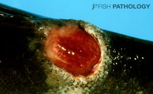 Figure 13: Severe chronic ulcerative dermatitis in Atlantic salmon caused by T. maritimum. Note the prominent white rim of collagen.