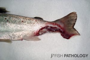 Figure 2. Coho salmon displaying tail and peduncle lesions, caused by T. dicentrarchi.