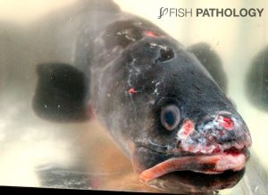 Figure 3. Tenacibaculosis in red conger eel with ulcerative lesions on face, mouth and head.