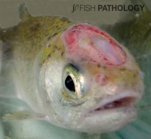 Figure 6. Rainbow trout in seawater with Tenacibaculosis. Note the severe ulcerative lesions on the head.