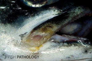 Figure 9: Atlantic salmon with focal necrotizing stomatitis caused by T. maritimum. Note the distinctive plaques of yellow pigmentation often present on the edges of these lesions.