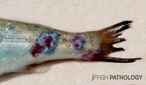 Figure 5. Atlantic salmon with Tenacibaculosis. Note the ulcerative lesions on the peduncle (Picture courtesy of Pedro Ilardi)