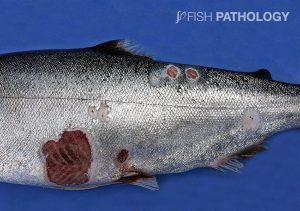 Figure 7. Chinook salmon with Tenacibaculum infection. Note the ulcerative lesions on the flank with muscle exposure and the presence of frayed fins (Picture courtesy of César López).
