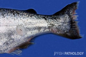 Figure 8. Chinook salmon with severe tail rot caused Tenacibaculum infection (SW). This is the same fish as figure 7 (Picture courtesy of César López).