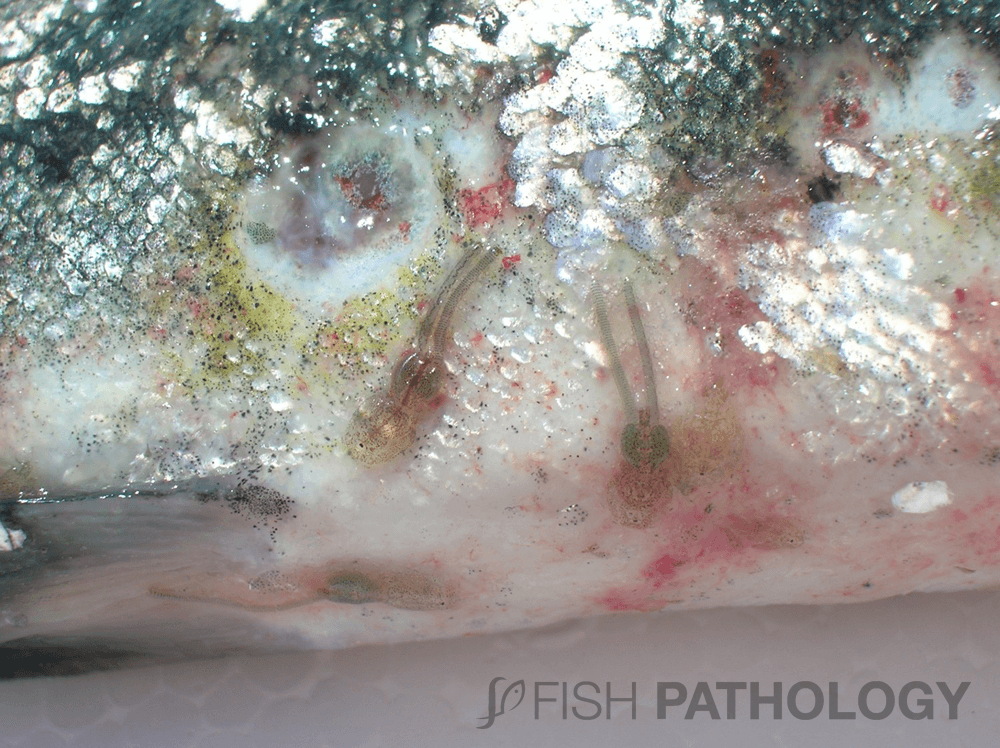 Salmón Atlántico con hembras adultas (C. rogercresseyi). Nótese las lesiones sobre la superficie de la piel y el par de sacos ovígeros de las hembras (Fotografía de cortesía de Marcelo Vera - MV).