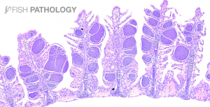 Figura 1. Cobia, branquia: se observan abundantes inclusions basófilas lamelares, consistentes con una severa infección de epiteliocistis. H&E.