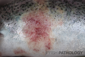 Trucha arcoíris con SD, se observa lesiones cutáneas características, de color rojo brillante y pérdida de escamas.