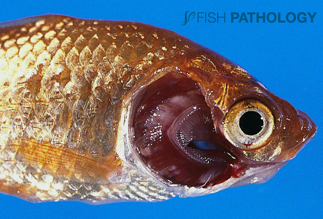 Figure 1. Carpa dorada de cultivo intensivo, con BGD subaguda/crónica. Nótese las áreas pálidas de hiperplasia y fusión en las branquias (flecha). Aunque los salmónidos son los más comúnmente afectados, otras especies también son susceptibles.
