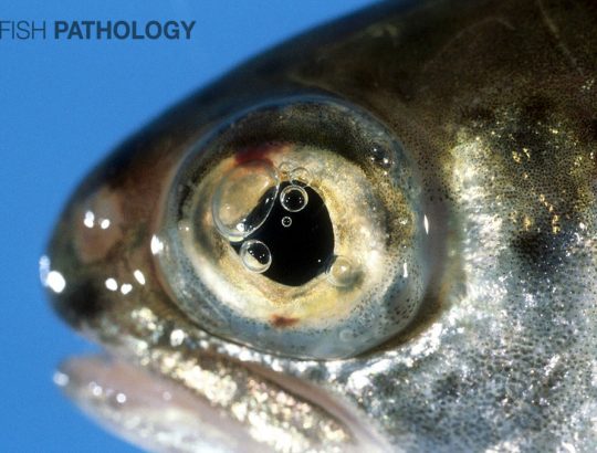 Figura 1. Trucha Arcoíris con varias burbujas de gas en la cámara anterior. Nótese la hemorragia dorsal y ventral, ésta última "atravesando" a través del poro del iris ventral.